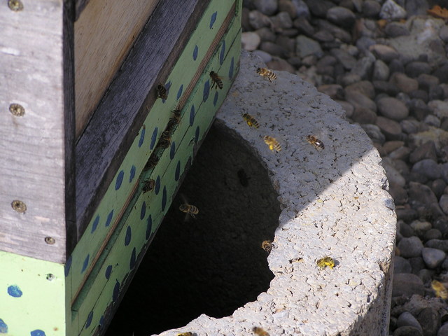 Bienen vor dem Bienenstock