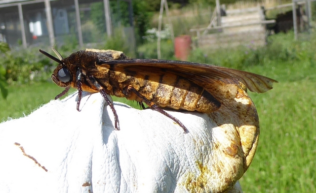 Ein Totenkopfschwärmer (Schmetterling).