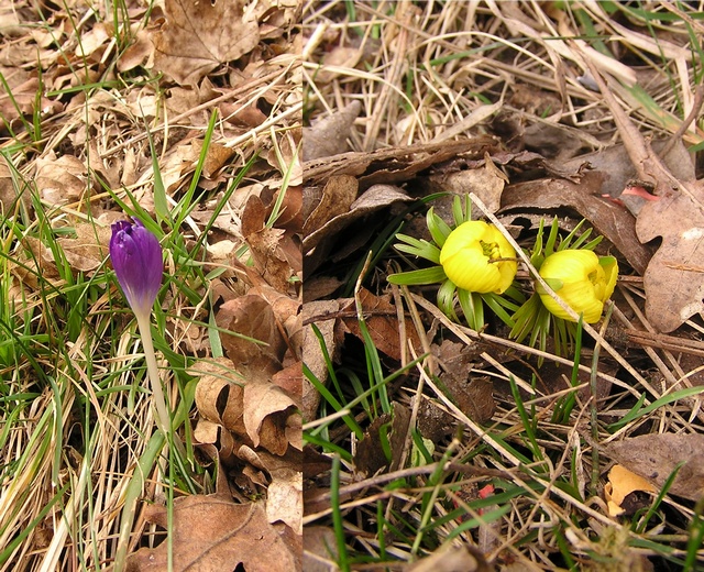 Frühblüher: Krokusse und Winterlinge. Foto: Irmler